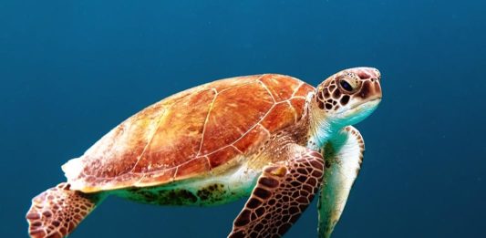 Android L Will Keep Your Secrets Safer